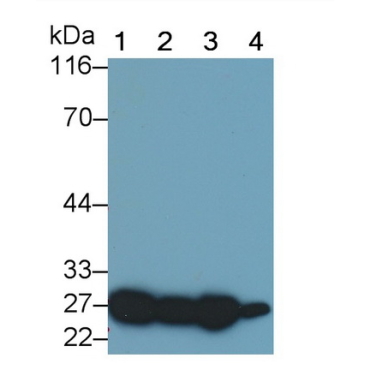 Glutathione S Transferase Alpha 2 (GSTa2) Mouse Polyclonal Antibody