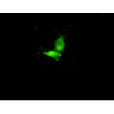 Interferon Regulatory Factor 6 (IRF6) Mouse Polyclonal Antibody