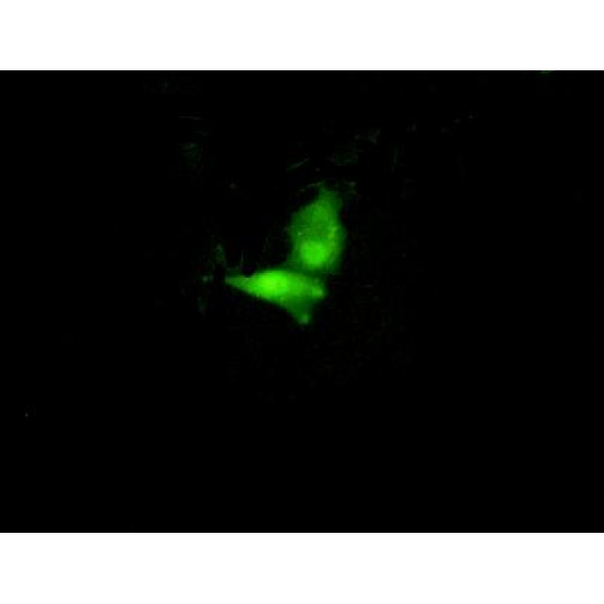 Interferon Regulatory Factor 6 (IRF6) Mouse Polyclonal Antibody