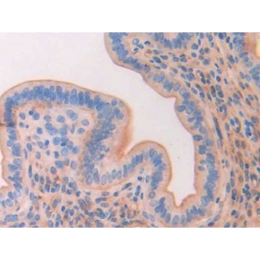 Cluster Of Differentiation 34 (CD34) Mouse Polyclonal Antibody