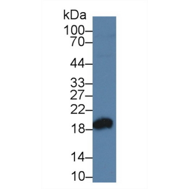 Superoxide Dismutase 1 (SOD1) Chicken (Gallus) Polyclonal Antibody