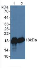 Superoxide Dismutase 1 (SOD1) Ovis aries; Ovine (Sheep) Polyclonal Antibody