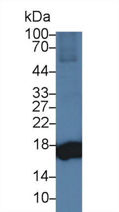Superoxide Dismutase 1 (SOD1) Pig Polyclonal Antibody