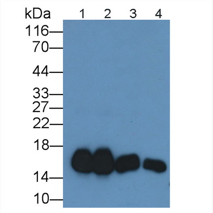 Superoxide Dismutase 1 (SOD1) Rat Polyclonal Antibody