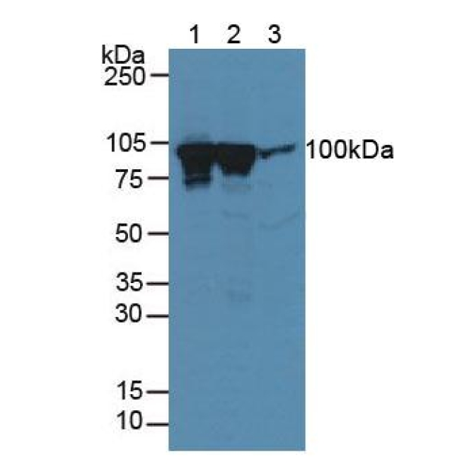 Dynamin 1 (DNM1) Mouse Polyclonal Antibody