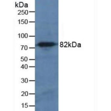 Calpain 1 (CAPN1) Human Polyclonal Antibody