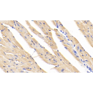Calpain 1 (CAPN1) Mouse Polyclonal Antibody