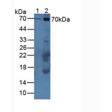 Calpain 1 (CAPN1) Mouse Polyclonal Antibody