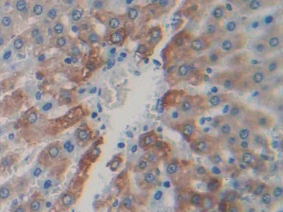 Calpain 1 (CAPN1) Rat Polyclonal Antibody