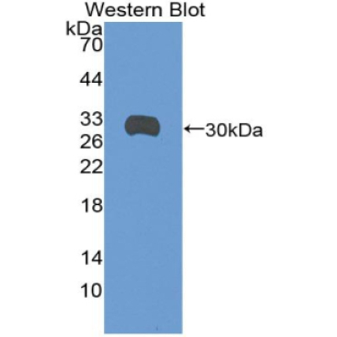 Syndecan 1 (SDC1) Bovine (Cattle) Polyclonal Antibody