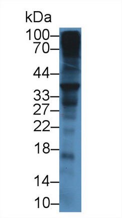 Syndecan 1 (SDC1) Mouse Polyclonal Antibody