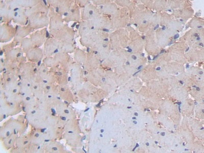 Syndecan 1 (SDC1) Rat Polyclonal Antibody