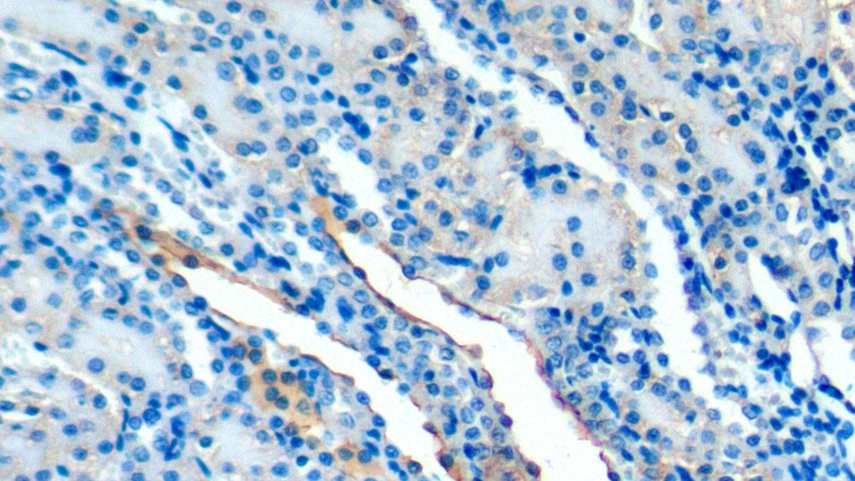 Syndecan 1 (SDC1) Rat Polyclonal Antibody