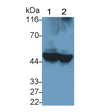 Apolipoprotein A4 (APOA4) Bovine (Cattle) Polyclonal Antibody