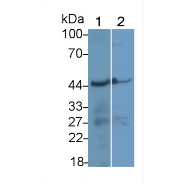 Apolipoprotein A4 (APOA4) Human Polyclonal Antibody