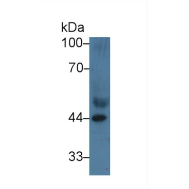 Apolipoprotein A4 (APOA4) Human Polyclonal Antibody