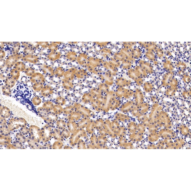 Apolipoprotein A4 (APOA4) Mouse Polyclonal Antibody