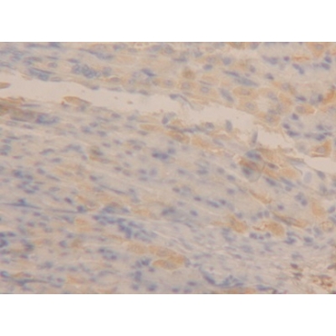 Apolipoprotein A4 (APOA4) Mouse Polyclonal Antibody