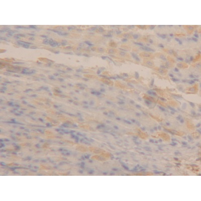 Apolipoprotein A4 (APOA4) Mouse Polyclonal Antibody