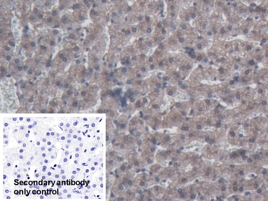 Apolipoprotein A4 (APOA4) Pig Polyclonal Antibody