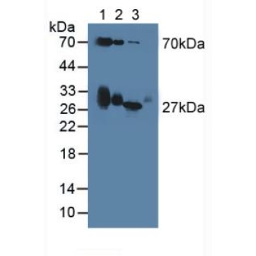 Apolipoprotein D (APOD) Mouse Polyclonal Antibody