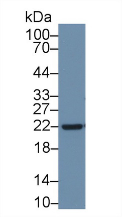 Apolipoprotein D (APOD) Rat Polyclonal Antibody