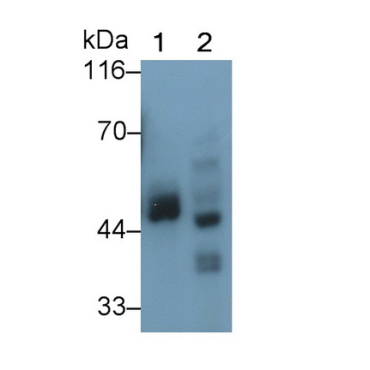 Pigment Epithelium Derived Factor (PEDF) Human Polyclonal Antibody