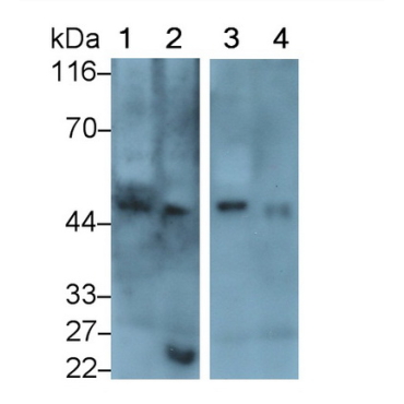 Pigment Epithelium Derived Factor (PEDF) Mouse Polyclonal Antibody