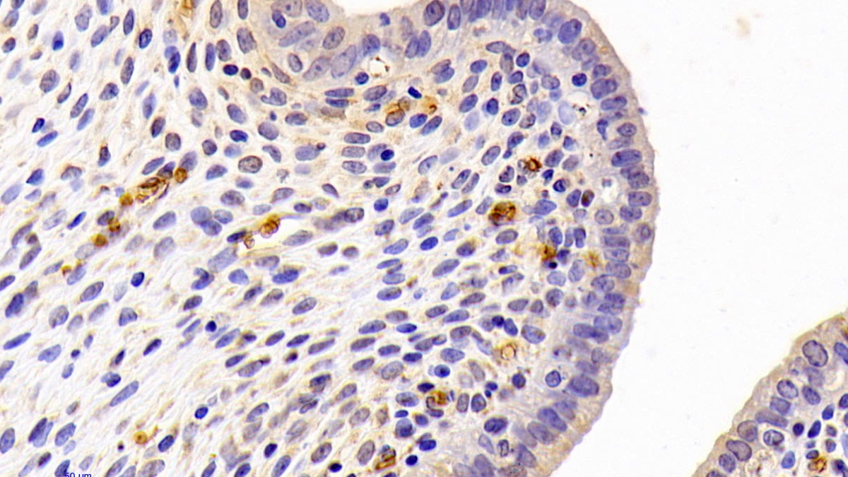 Pigment Epithelium Derived Factor (PEDF) Rat Polyclonal Antibody