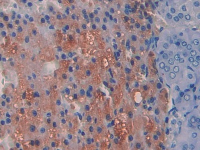 A Disintegrin And Metalloproteinase With Thrombospondin 1 (ADAMTS1) Rat Polyclonal Antibody