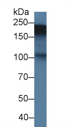 Tenascin C (TNC) Rat Polyclonal Antibody