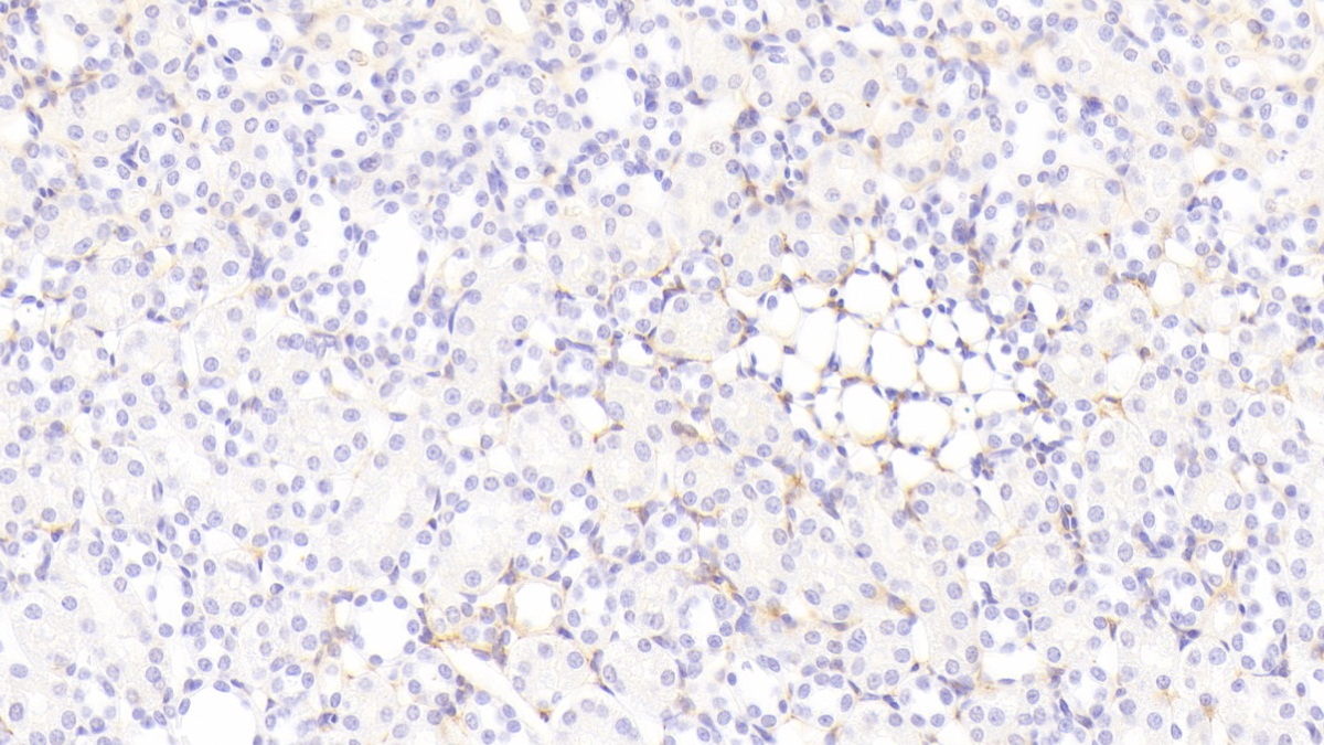 Tenascin C (TNC) Rat Polyclonal Antibody
