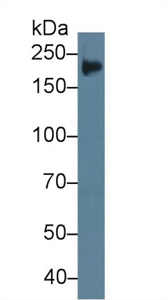 Tenascin C (TNC) Rat Polyclonal Antibody