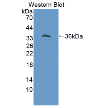 Hepcidin (Hepc) Bovine (Cattle) Polyclonal Antibody