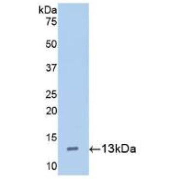 Hepcidin (Hepc) Mouse Polyclonal Antibody