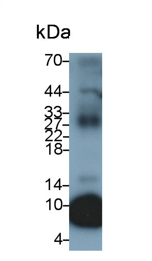 Hepcidin (Hepc) Pig Polyclonal Antibody