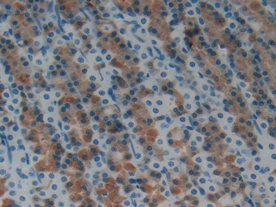 Hepcidin (Hepc) Rat Polyclonal Antibody
