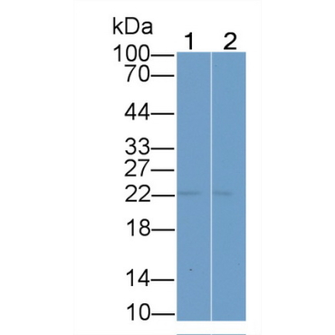 Interleukin 33 (IL33) Mouse Polyclonal Antibody