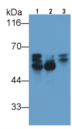 Tau Protein (MAPT) Mouse Polyclonal Antibody