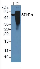 Tau Protein (MAPT) Rat Polyclonal Antibody
