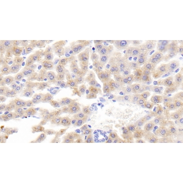 Fatty Acid Binding Protein 5 (FABP5) Mouse Polyclonal Antibody