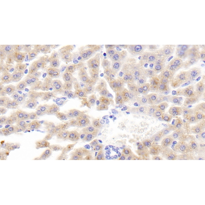 Fatty Acid Binding Protein 5 (FABP5) Mouse Polyclonal Antibody