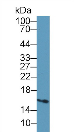 Fatty Acid Binding Protein 5 (FABP5) Pig Polyclonal Antibody