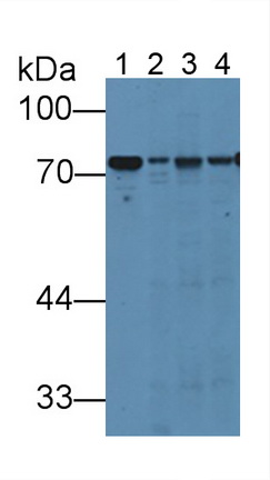 Hemopexin (HPX) Rat Polyclonal Antibody