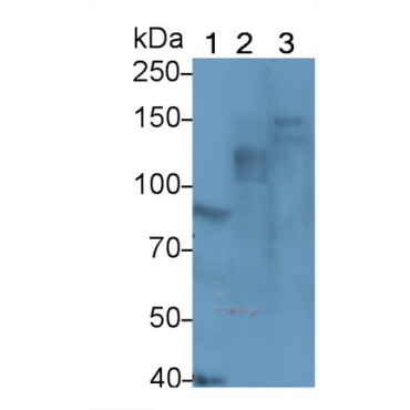 Protein Kinase N2 (PKN2) Mouse Polyclonal Antibody