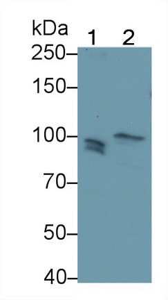 Toll Like Receptor 3 (TLR3) Mouse Polyclonal Antibody