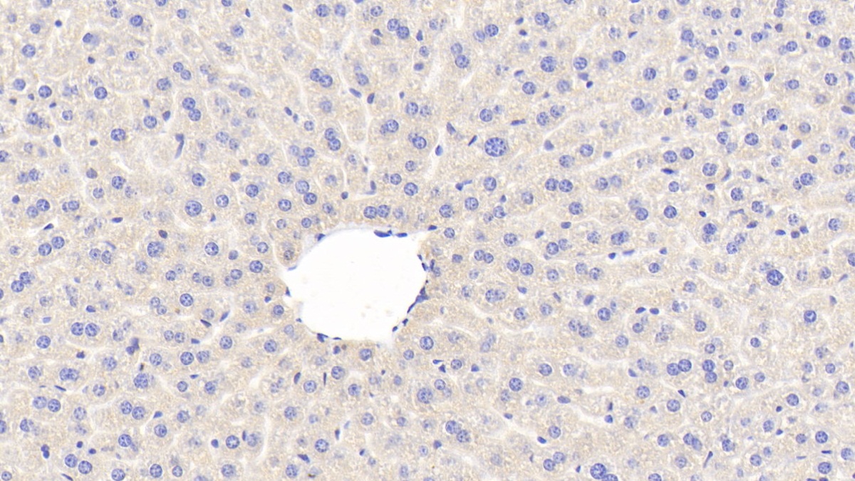 Toll Like Receptor 3 (TLR3) Mouse Polyclonal Antibody
