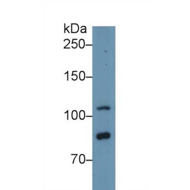Toll Like Receptor 5 (TLR5) Human Polyclonal Antibody
