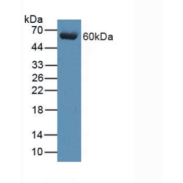 Arrestin Beta 1 (ARRb1) Human Polyclonal Antibody