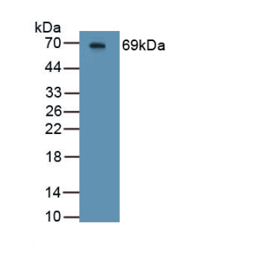 Hemojuvelin (HJV) Mouse Polyclonal Antibody
